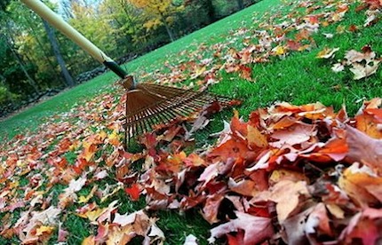 raking leaves3